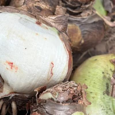 Nieuwsupdate 17 oktober - 2025