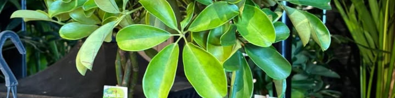 Nieuwsupdate  6 januari - 2026