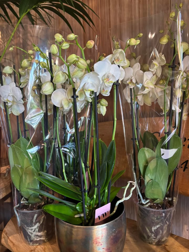 Nieuwsupdate 20 januari - 2026